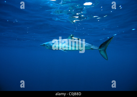 Illex squalo mako, Isurus oxyrinchus, con satellite tag per shark research, California, Oceano Pacifico Foto Stock