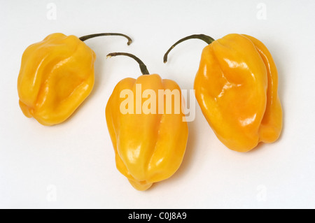 Habanero chili peppers su sfondo bianco Foto Stock