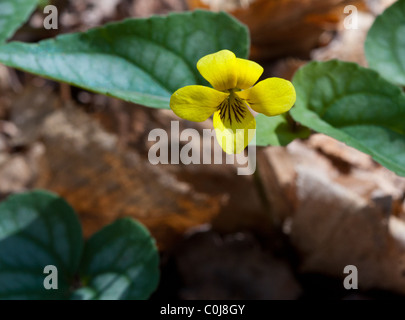 Halberdleaf giallo viola - viola tripartita Foto Stock