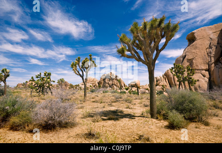 Alberi di Joshua e le formazioni rocciose a Joshua Tree National Park, California, Stati Uniti d'America Foto Stock
