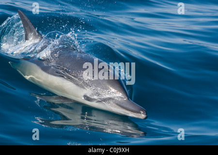 Delfino comune, Delphinus Capensis, viaggia a velocità, jumping. Sardine run, Sud Africa Foto Stock