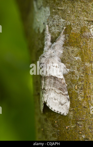 Pale Tussock (Calliteara pudibunda) maschio Foto Stock