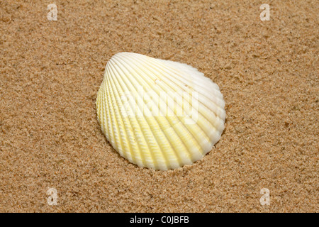 Singola conchiglia di mare sulla spiaggia di sabbia Foto Stock