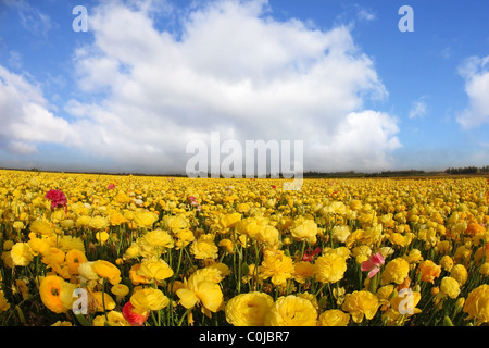 Magnifico campo primaverile della fioritura brillantemente il giallo e il rosso renoncules Foto Stock