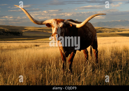Texas longhorn al di fuori di Bozeman, MT Foto Stock