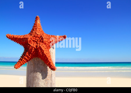 Bella stella di mare dei caraibi sul palo di legno beach Foto Stock