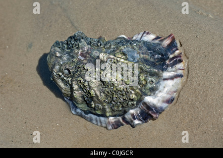 Oyster comune, Ostriche piatte, Europeo delle ostriche piatte (Ostrea edulis). Singolo individuo coperto con cirripedi sulla sabbia. Foto Stock