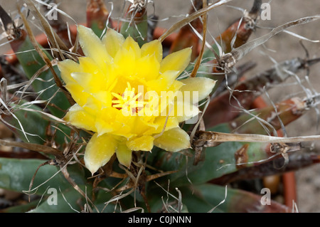 Agave Cactus, Prisma Cactus (Leuchtenbergia principis), fioritura. Foto Stock