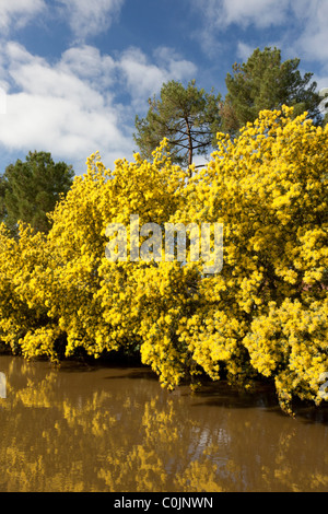 Una fila di alberi di Mimosa (Acacia dealbata) nel pieno fiore su una banca del fiume Boudigau (Francia) Une rangée de mimosas en hiver. Foto Stock