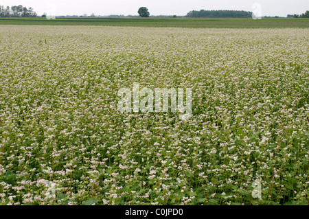 Il grano saraceno (Fagopyrum esculentum), campo di piante in fiore. Foto Stock