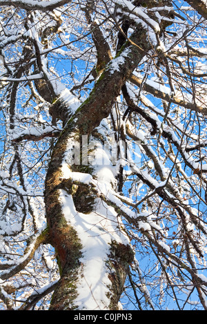 Neve invernale coperto di ramoscelli di albero sul cielo blu sullo sfondo Foto Stock