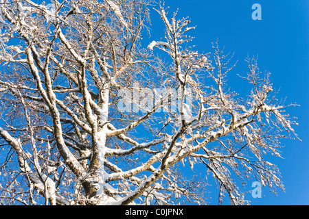 Neve invernale coperto di ramoscelli di albero sul cielo blu sullo sfondo Foto Stock