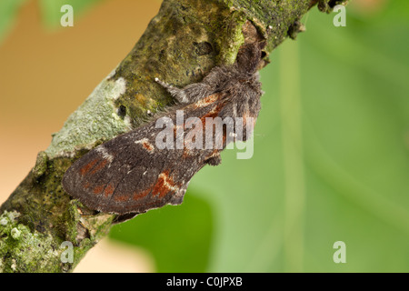 Ferro da stiro (prominente Notodonta dromedarius) Foto Stock