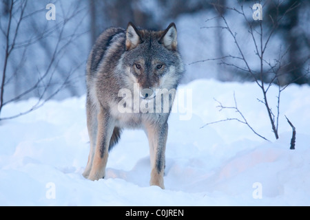 Eurasian Lupo Lupo Lupo (Canis lupus) nella neve profonda presa in condizioni controllate in Norvegia Foto Stock