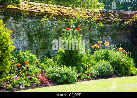 Un fiore retroilluminato confine con papaveri contro una parete in un paese di lingua inglese giardino in estate Foto Stock