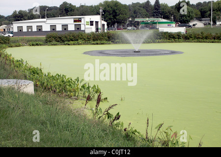 Colore verde brillante bloom (eutrofizzazione) in uno stagno con una fontana, causata dalla proliferazione di lenticchie d'acqua e alghe. Foto Stock