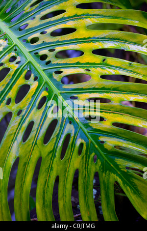 Foglia di monstera, Hawaii Foto Stock