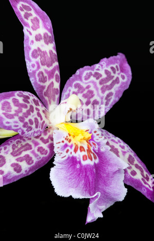 Primo piano della Odontoglossum, Oncidium orchidea ibrida Foto Stock