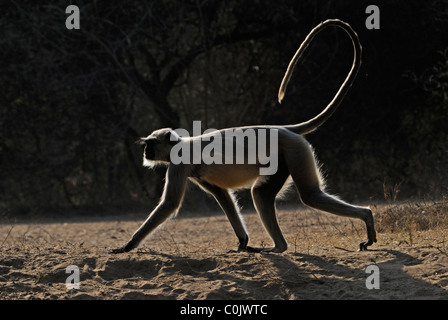 Pianure meridionali Langur grigio (Semnopithecus dussumieri) / Hanuman Langur camminando sulla terra Foto Stock