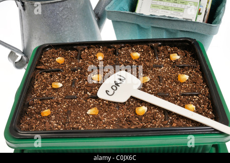 Piantare semi di mais nel seme vassoio su sfondo bianco con altre sementi di buste e annaffiatoio. Foto Stock