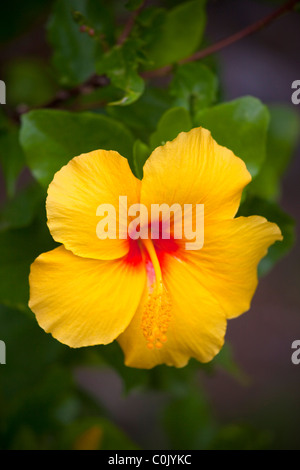 Giallo hibicus, dello stato delle Hawaii fiore Foto Stock