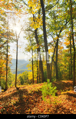 Breastworks lungo Breastworks confederato dichiarazioni interpretative Trail, Shenandoah Mountain, West Augusta, Virginia, Stati Uniti d'America Foto Stock