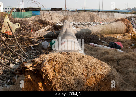 Gli alberi morti in Dongguan, in attesa di essere rimosso in modo che i nuovi blocchi di appartamenti possono essere costruire lì Foto Stock