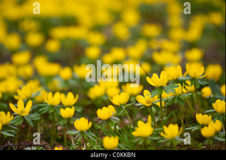 Aconitum invernale (Eranthis hyemalis) fiorire luminoso nel tardo inverno in Oxfordshire. Foto Stock