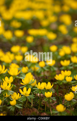 Aconitum invernale (Eranthis hyemalis) fiorire luminoso nel tardo inverno in Oxfordshire. Foto Stock