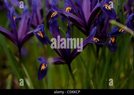 Viola scuro iridi di primavera (Iris reticulata) che fiorisce in febbraio in Cambridgeshire. Foto Stock