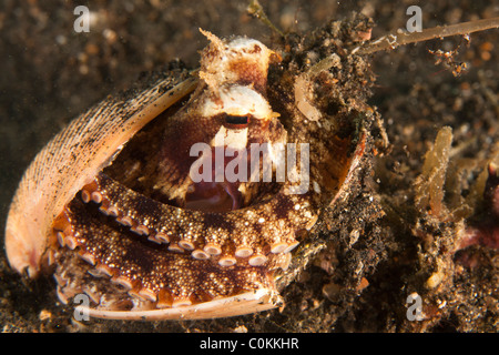 Polpo venato (Amphioctopus marginatus) nascondendosi in una clam shell, Lembeh strait, Nord Sulawesi, Indonesia Foto Stock