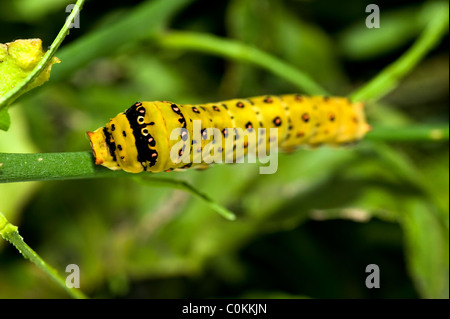 Papilio aegeus Orchard a coda di rondine o a farfalla Grande Farfalla di agrumi caterpillar Foto Stock