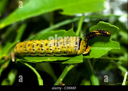 Papilio aegeus Orchard a coda di rondine o a farfalla Grande Farfalla di agrumi i bruchi Foto Stock