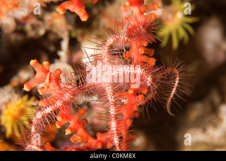 Un bel rosso e bianco Stella fragile (Ophiothrix sp.) wraped circa corallo su una scogliera tropicale Foto Stock