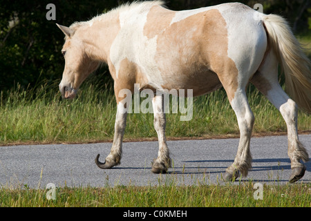 Assateague pony selvatici, (Equus caballus), Lone Wild Horse attraversamento stradale, Assateague Island National Seashore, Assateague Island Foto Stock