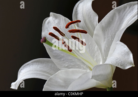 Close-up di un giglio bianco fiore contro uno sfondo scuro Foto Stock