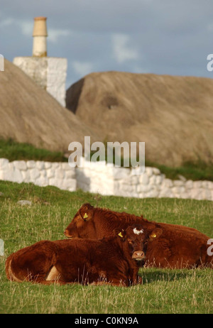 Cottage con il tetto di paglia sull'isola scozzese di tiree con mucche. Foto Stock