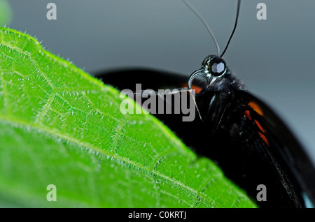 Un comune mormone farfalla della famiglia Papilionidae, nativo del Sud e America centrale Foto Stock