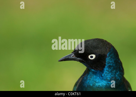 Superbo ritratto di starling Foto Stock