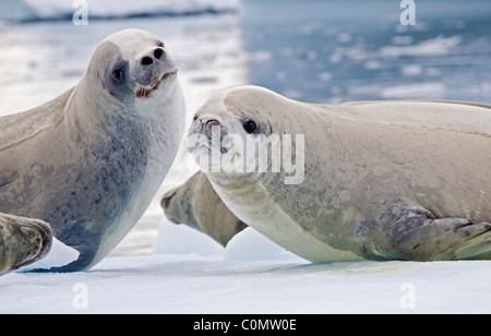 Due guarnizioni Crabeater ( lobodon carcinophagus) su un iceberg, Lemaire Channel, Penisola Antartica Foto Stock