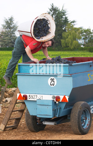 Il pinot noir la raccolta con il sistema hod beaune Cote de Beaune Borgogna Francia Foto Stock
