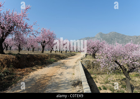 La strada attraverso il frutteto di mandorla, [Prunus dulcis], vicino Alcalali, Jalon Valley, Provincia di Alicante, Comunidad Valenciana, Spagna Foto Stock