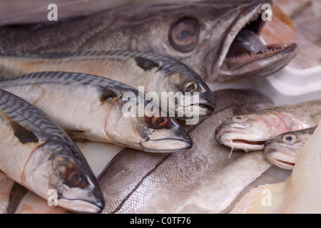 Il pesce fresco locale per la vendita su un inglese un pescivendolo stallo del mercato