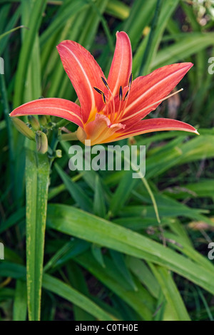 Arancione (daylily Hemerocallis fulva). Foto Stock