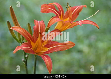 Arancione (daylily Hemerocallis fulva). Foto Stock