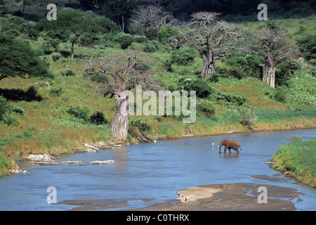 Un elefante africano (Loxodonta africana) attraversando il poco profondo Tarangire River, Parco Nazionale di Tarangire e, Tanzania Foto Stock