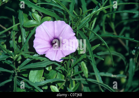 Beach Morning Glory, asa Bayhops o Goat's Foot, Ipomoea pes-caprae, che si trova sulle coste tropicali, in particolare sulle spiagge sabbiose, Fort Dauphin, Madagascar Foto Stock
