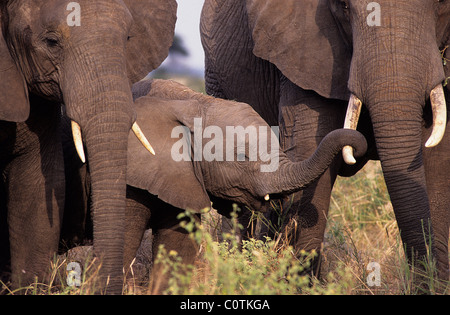 I giovani dell' elefante africano (Loxodonta africana) mantiene la zanna di un membro del gruppo, il Parco Nazionale di Tarangire e, Tanzania Foto Stock