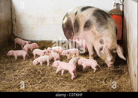 Gloucester Old Spot sow a croce e il suo suinetti Foto Stock