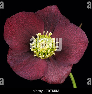 Rosso scuro fiore di Helleborus x hybridus 'frassino tinto Seedling " Foto Stock